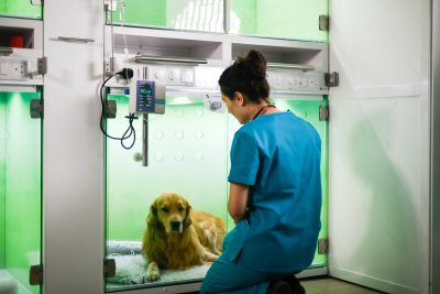 023-02-CASCO-Pet-WELLKennels