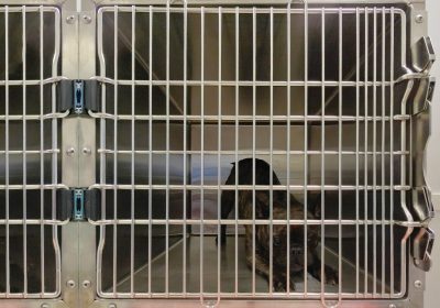 051-01-CASCO-Pet-aktuelle-Umfrage