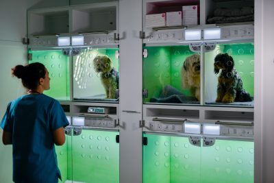 051-04-CASCO-Pet-Event-Survey-Results