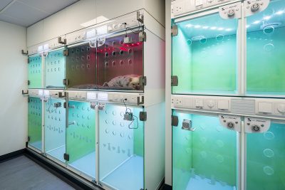 104-01-CASCO-Pet-WELLKennels