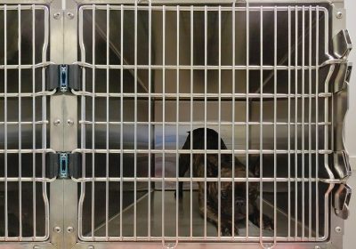 104-02-CASCO-Pet-London-Vet-Show-2025