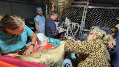 034-01-Darvall-marine-animal-ventilator