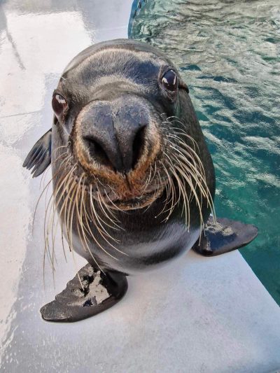 034-03-Darvall-marine-animal-ventilator