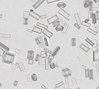 014-02-Zoetis-ACVIM-2025
